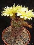 Notocactus tenuicylindricus ex minimus AH (also by 100 seeds-graines-semillas)